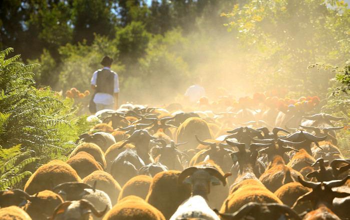 Festival da Transumância na Serra nas Aldeias de Montanha