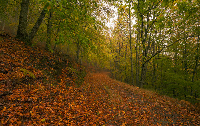 Bosque das Faias, em Manteigas.